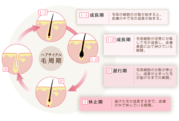 毛周期とは