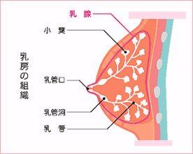 乳がんの症状はさまざまです | 図01